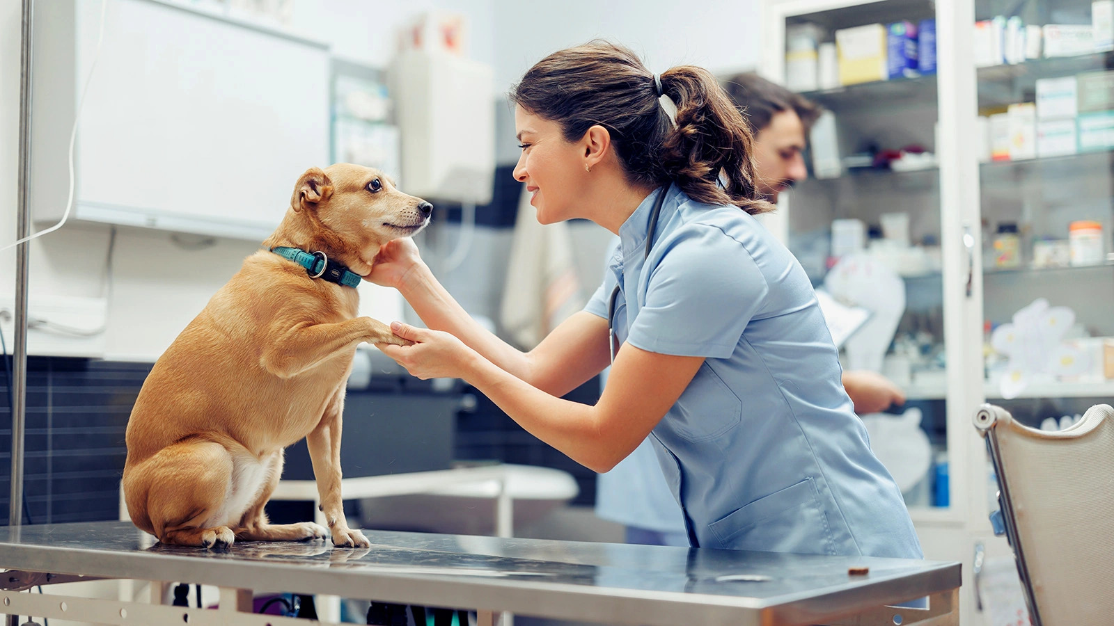 Veteriner Malzemeleri Nelerdir? Kapsamlı Veteriner Klinik Rehberi
