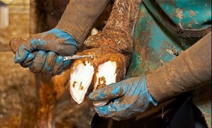 Kruuse Renet Çiftli Geniş Ağızlı (Avrupa kalite)