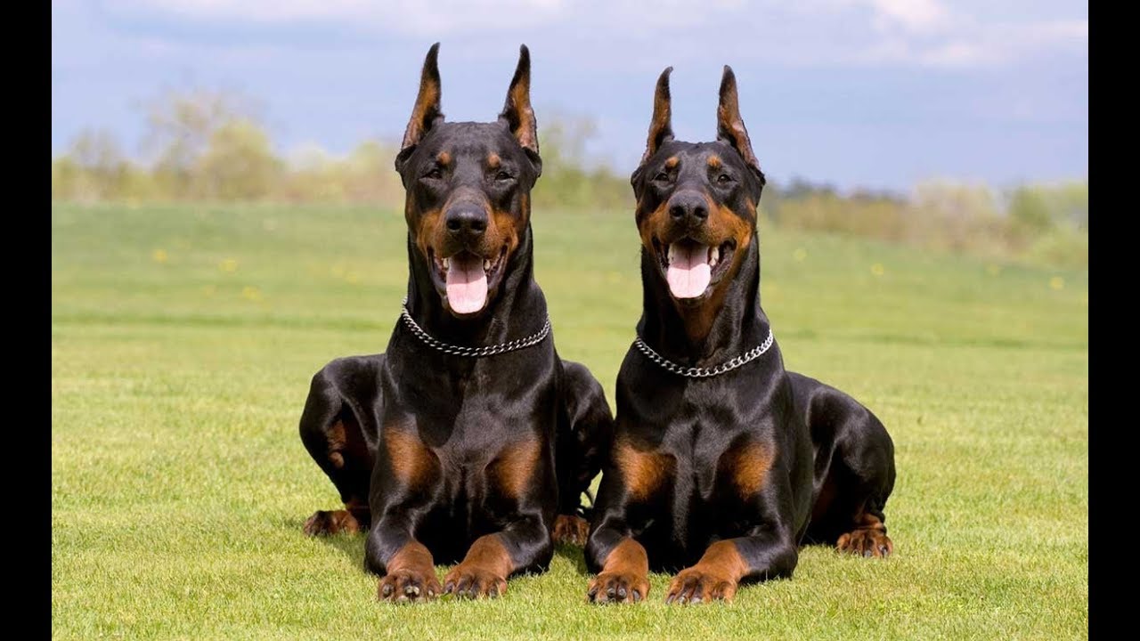 Doberman Pinscher Özellikleri