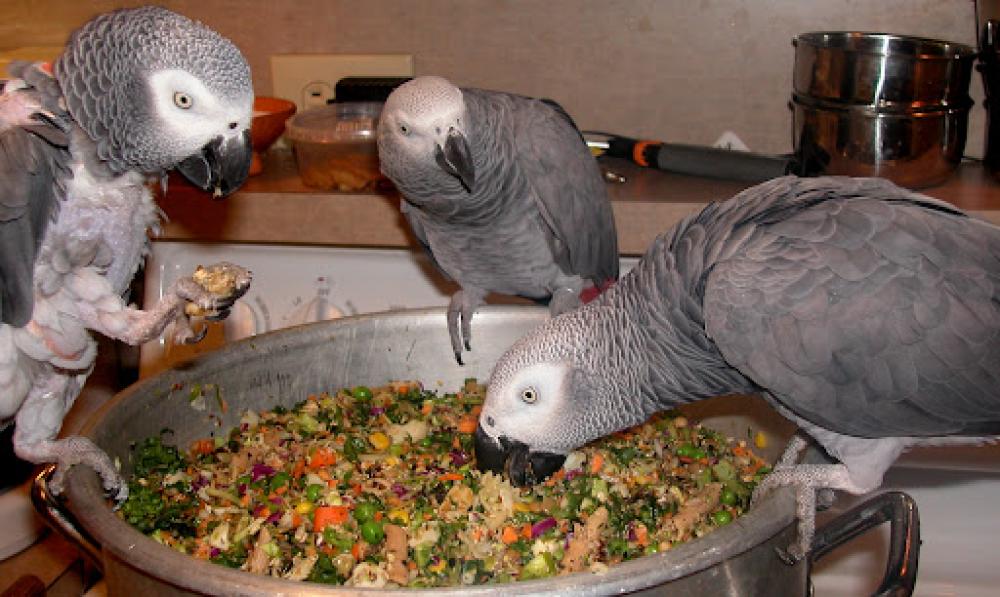 Papağanlar İçin Uzak Durulması Gereken Yemler