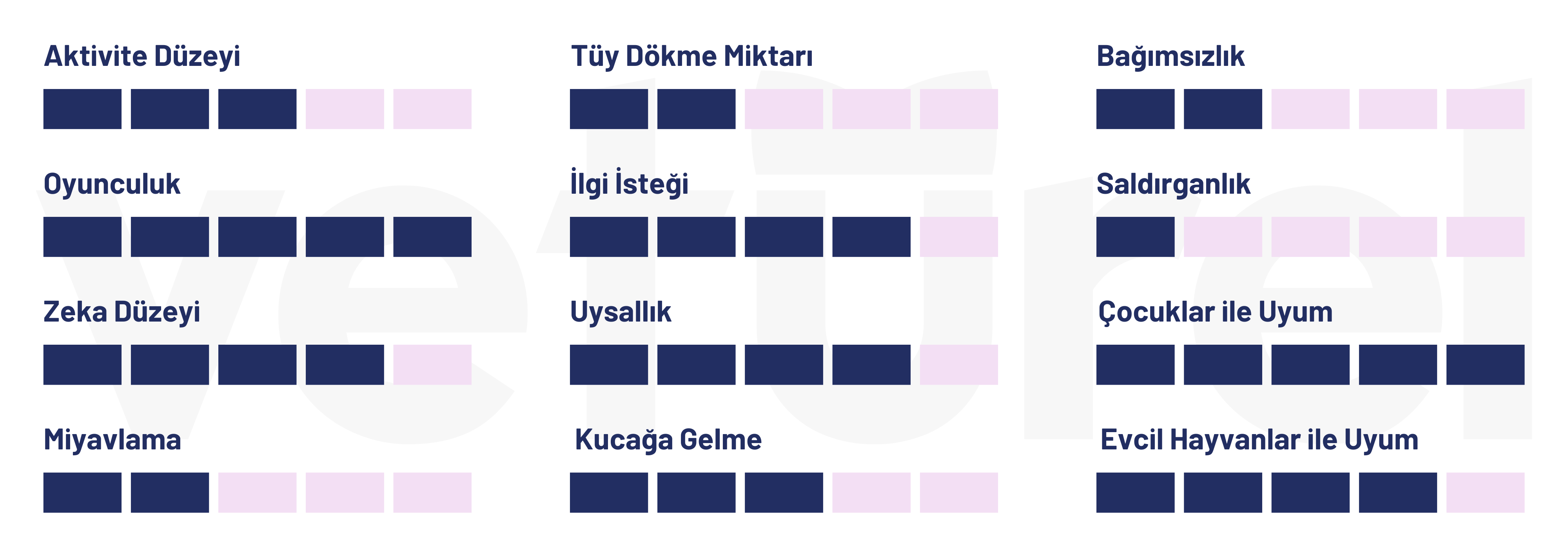 bombay kedisi 