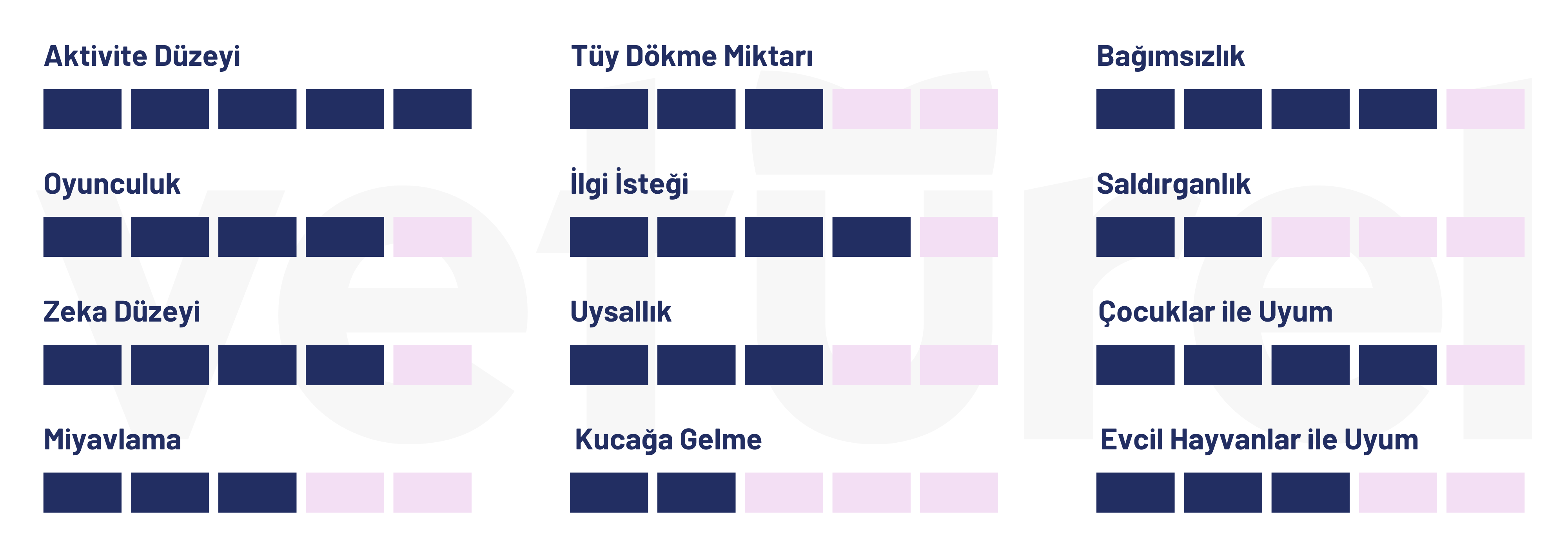 chausie ekedisi özellikleri tablosu 