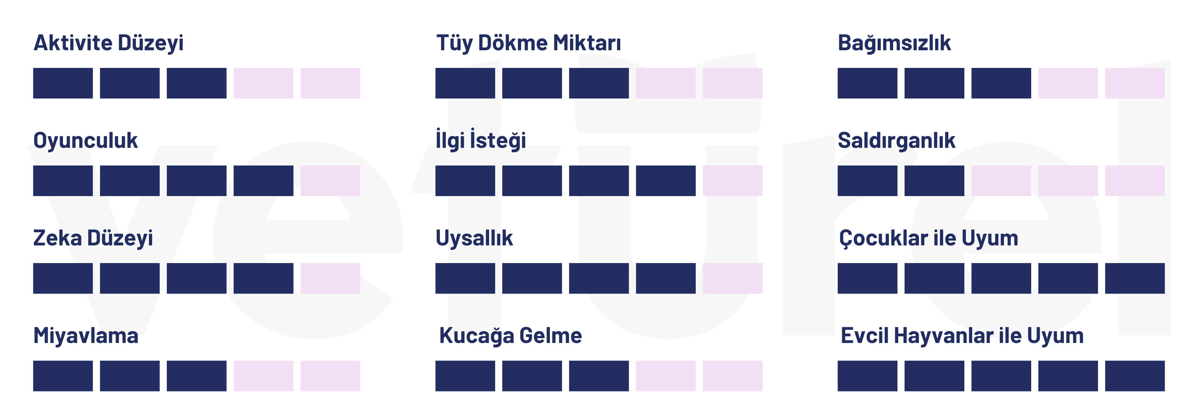 european shorthair kedisi özellik tablosu 