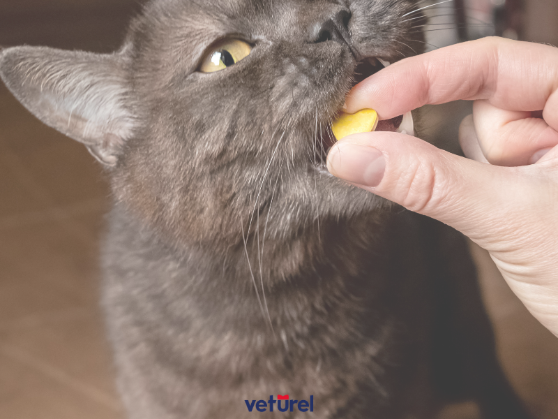 kedilerde antibiyotik yan etkileri 