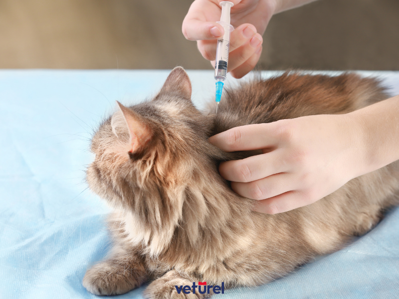 kedi karma aşı fiyat 