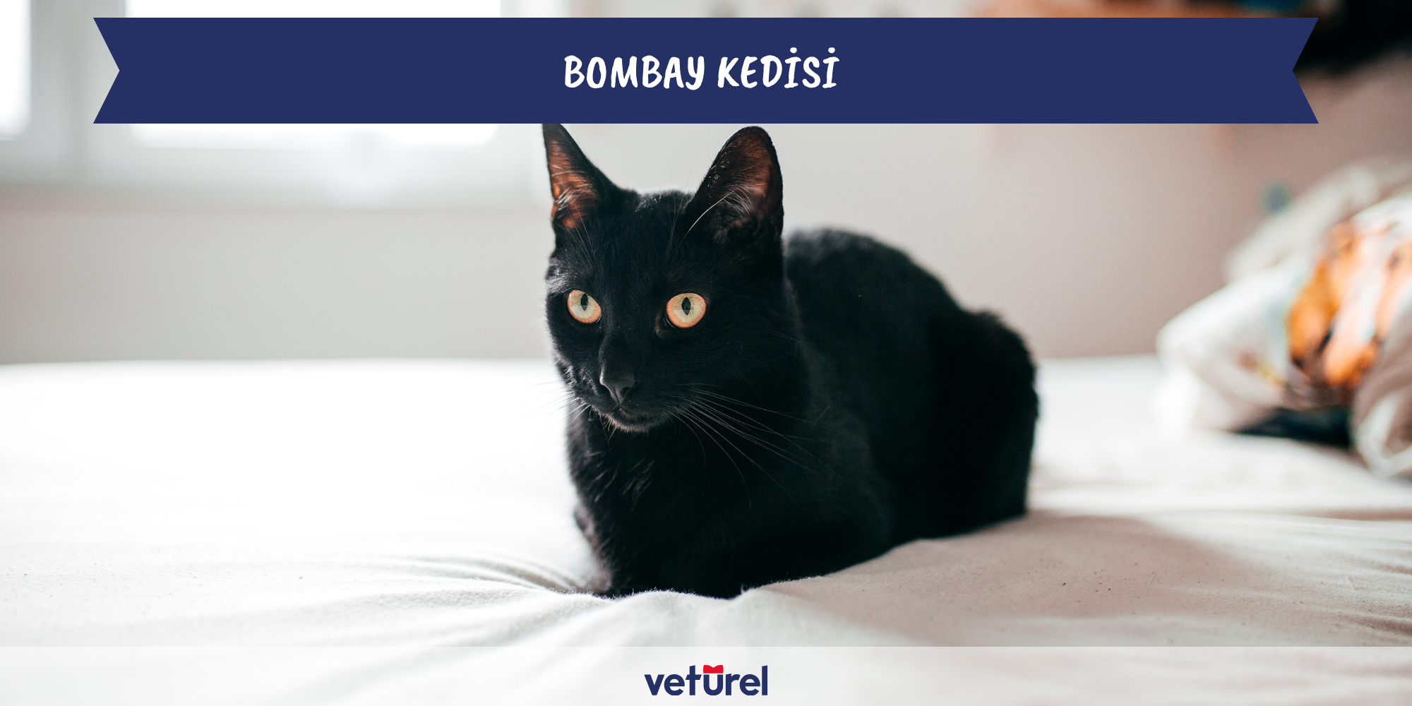 bombay kedisi