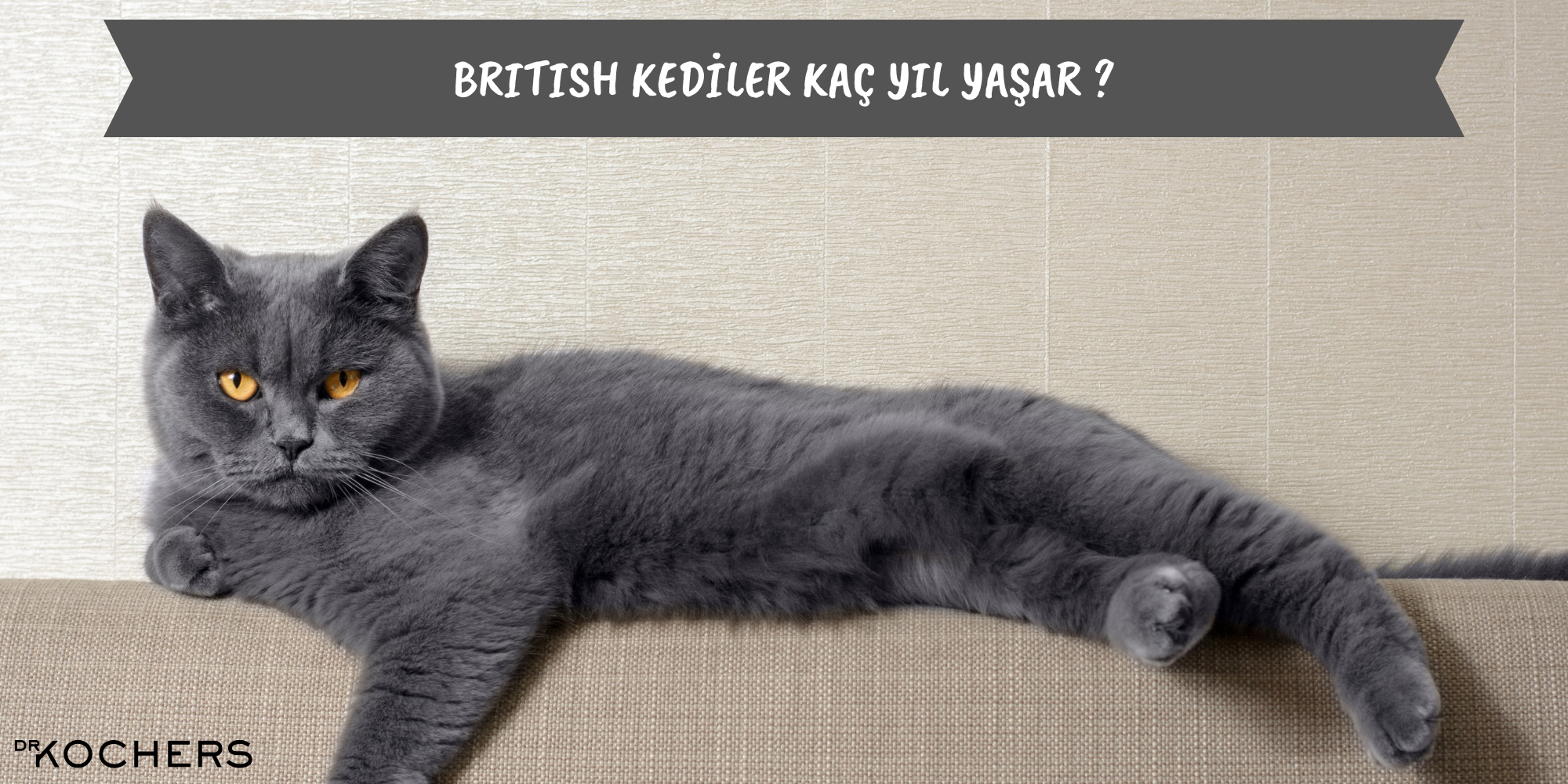british kediler kaç yıl yaşar