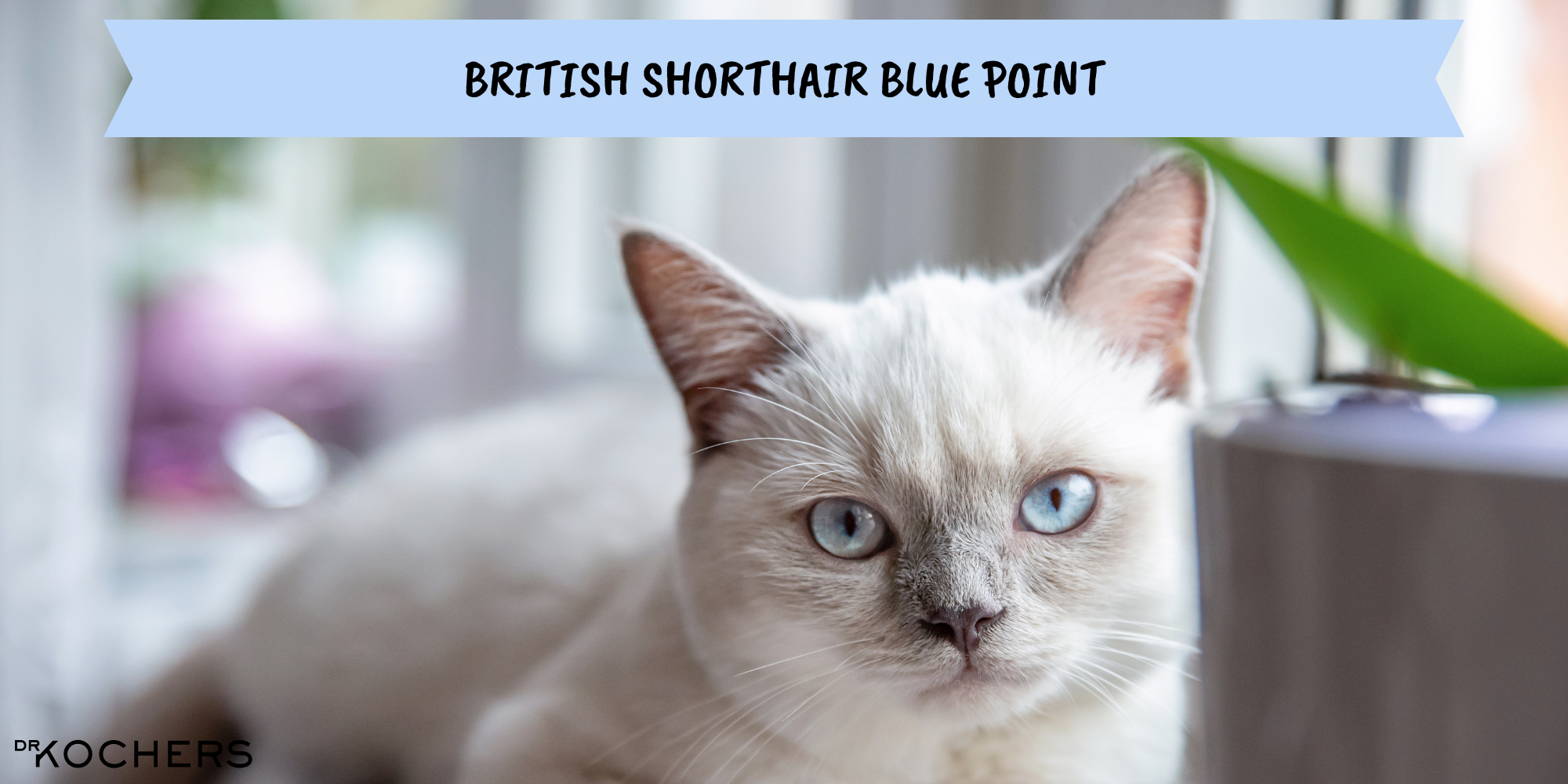 british shorthair blue point