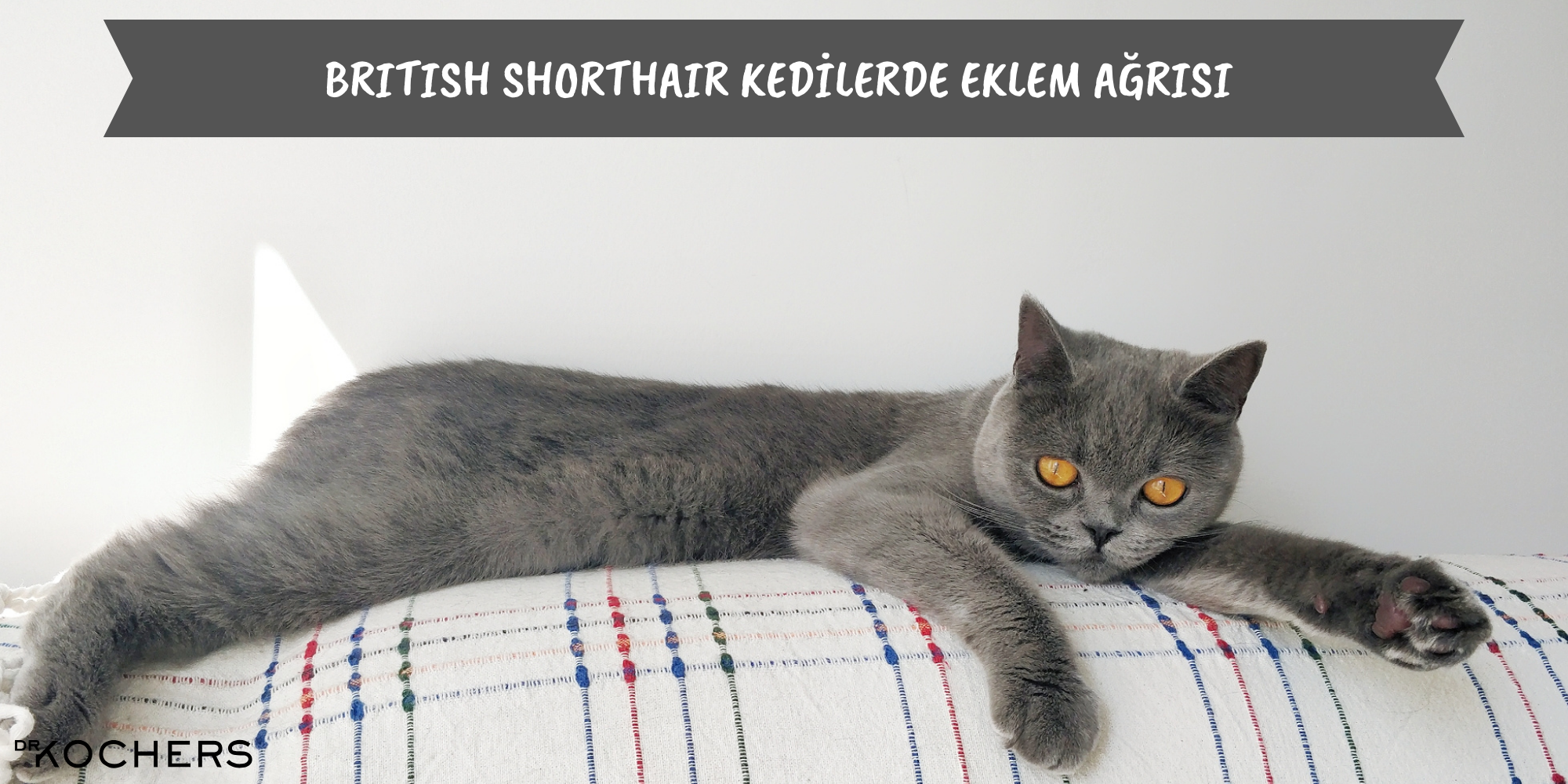 british shorthair kedilerde eklem ağrısı