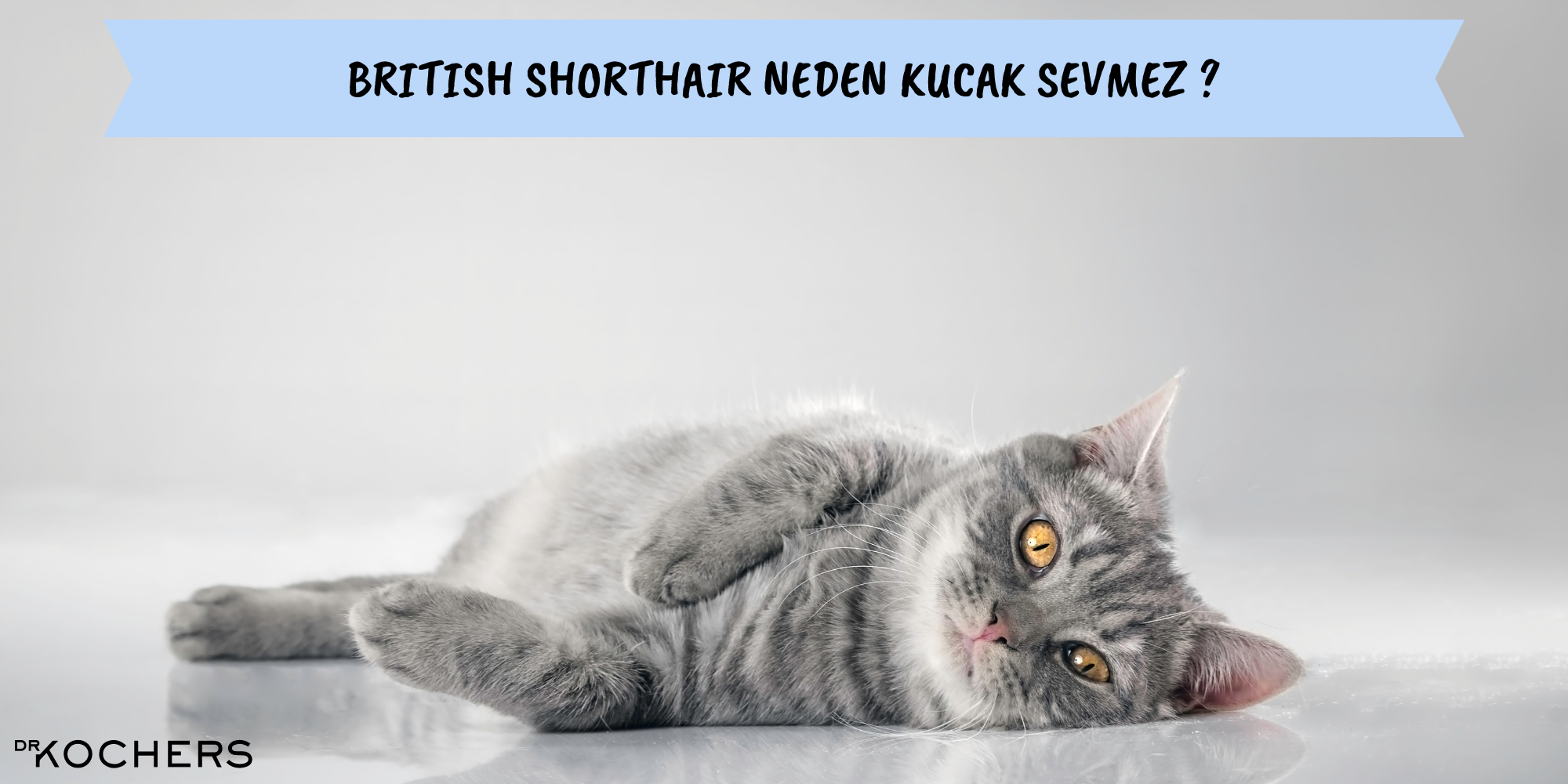 british shorthair neden kucak sevmez