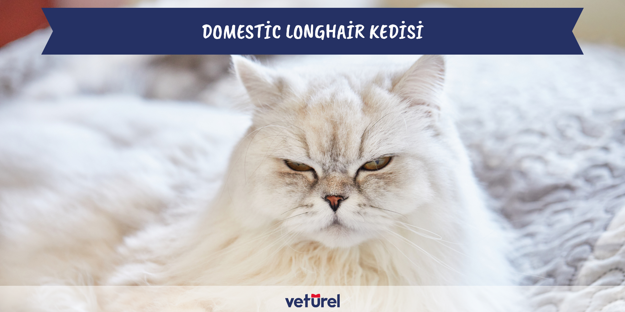 domestic longhair
