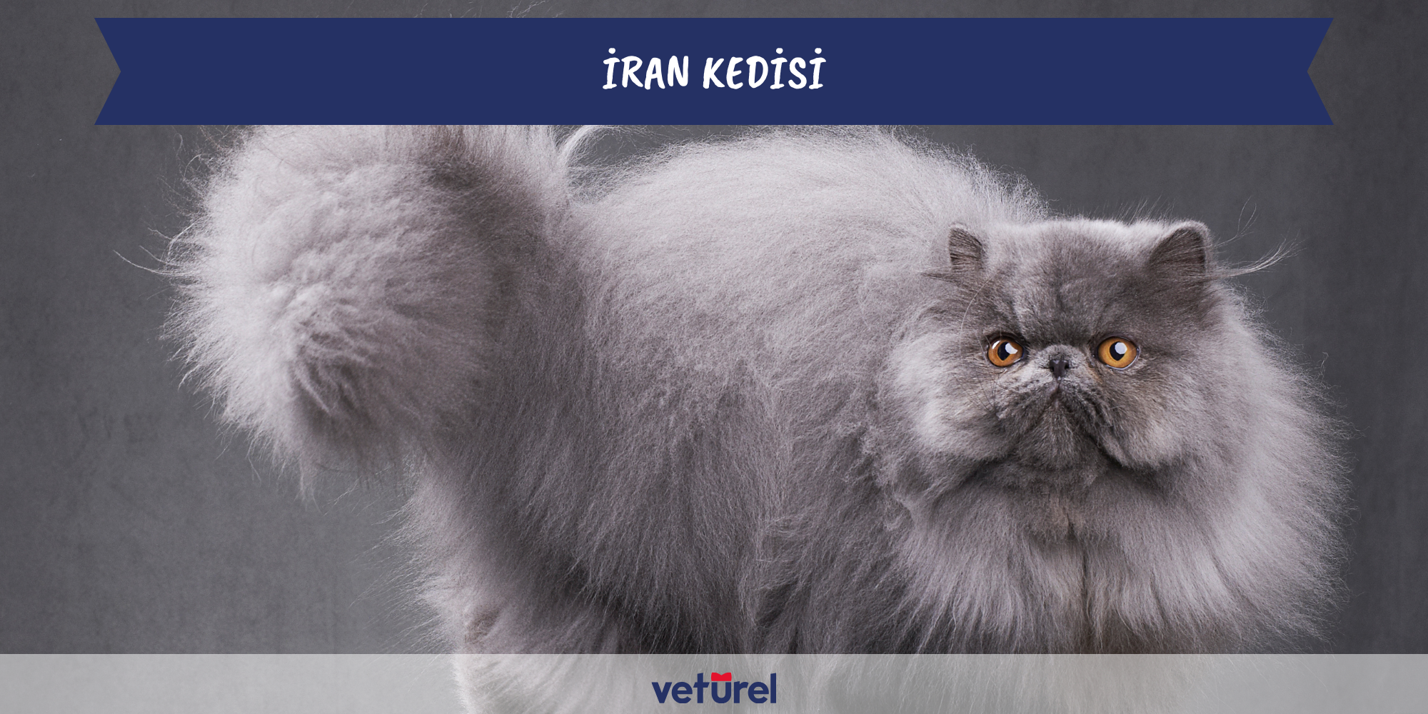 İran Kedisi Kedisi Özellikleri ve Bakımı