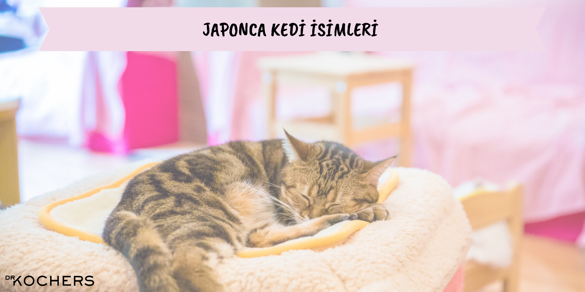 japonca kedi isimleri