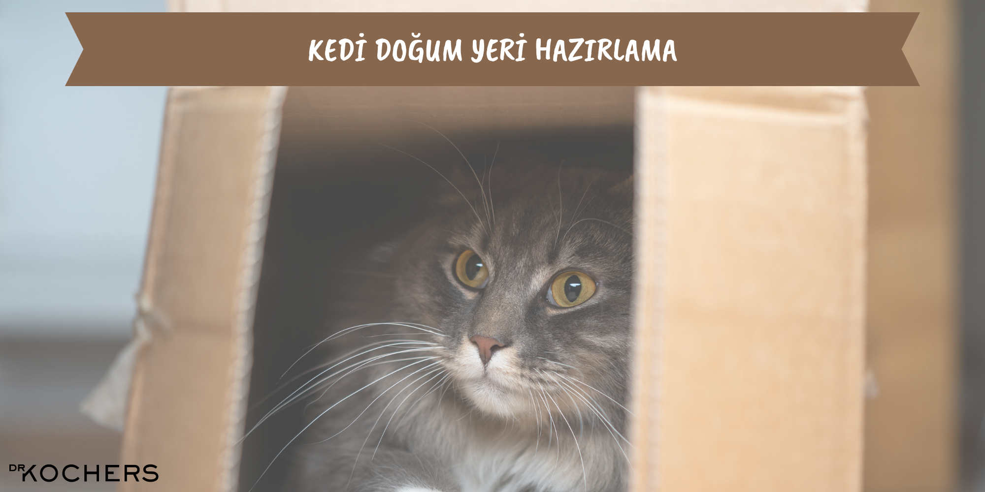 kedi doğum yeri hazırlama,