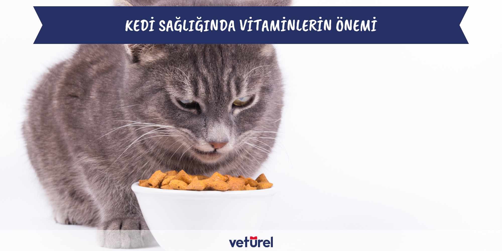 kedi sağlığında vitaminlerin önemi