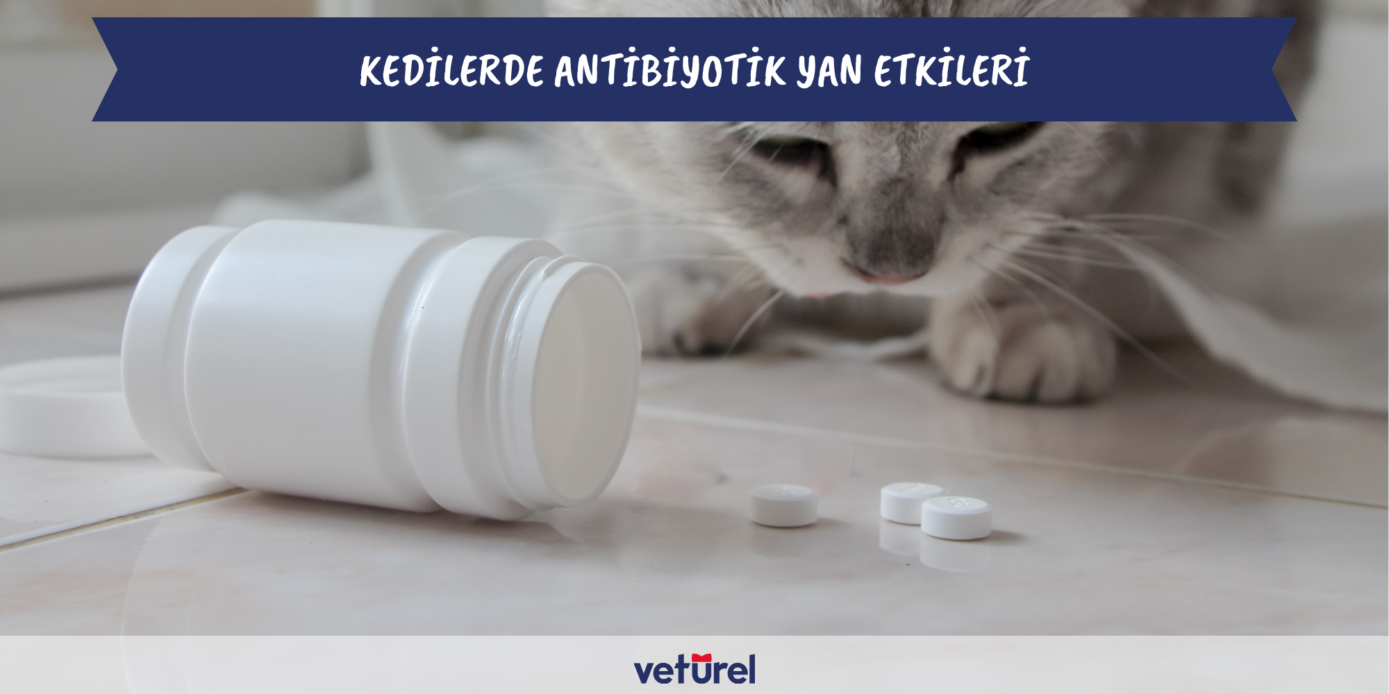 kedilerde antibiyotik yan etkileri