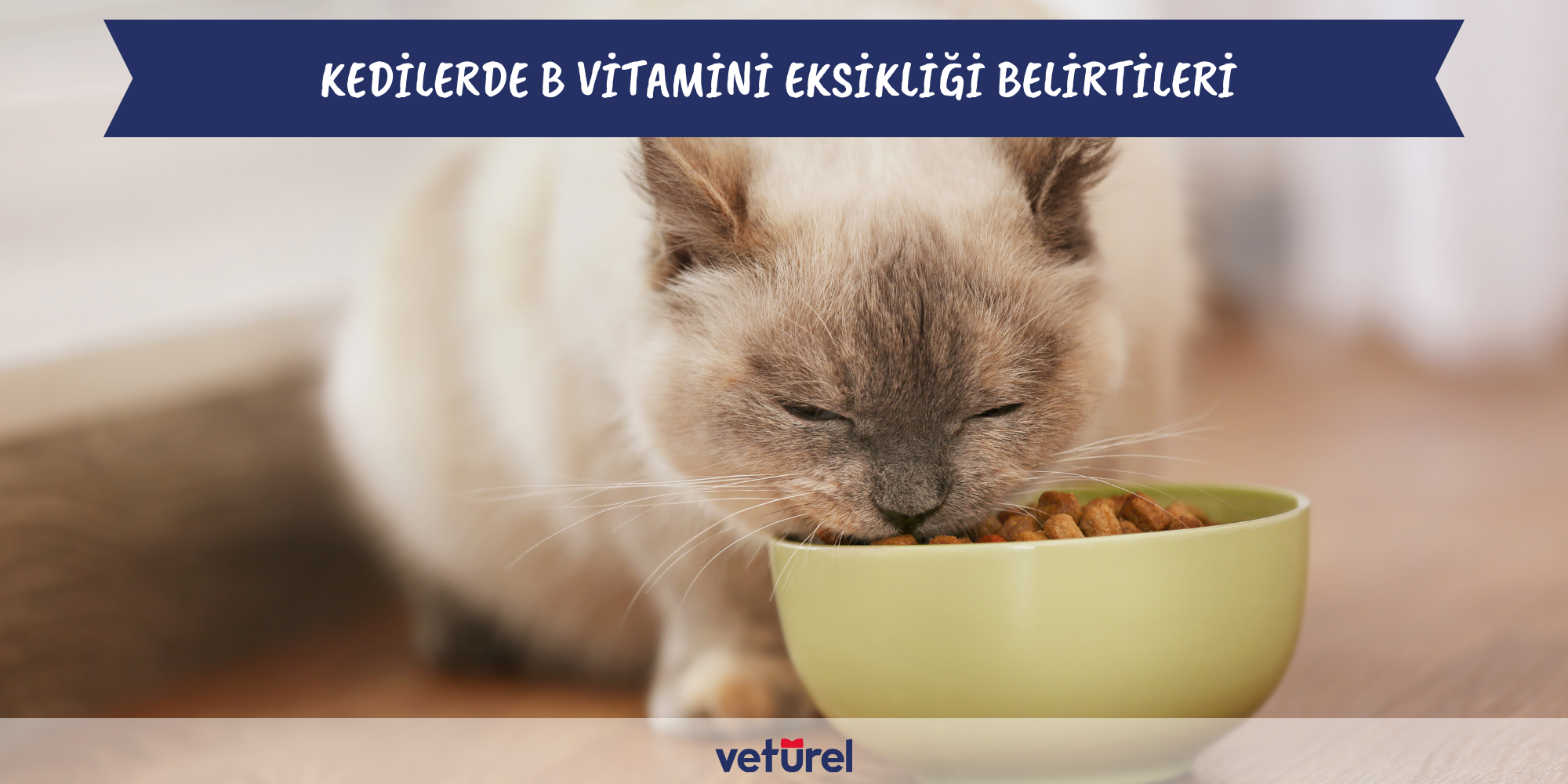 kedilerde b vitamini eksikliği belirtileri