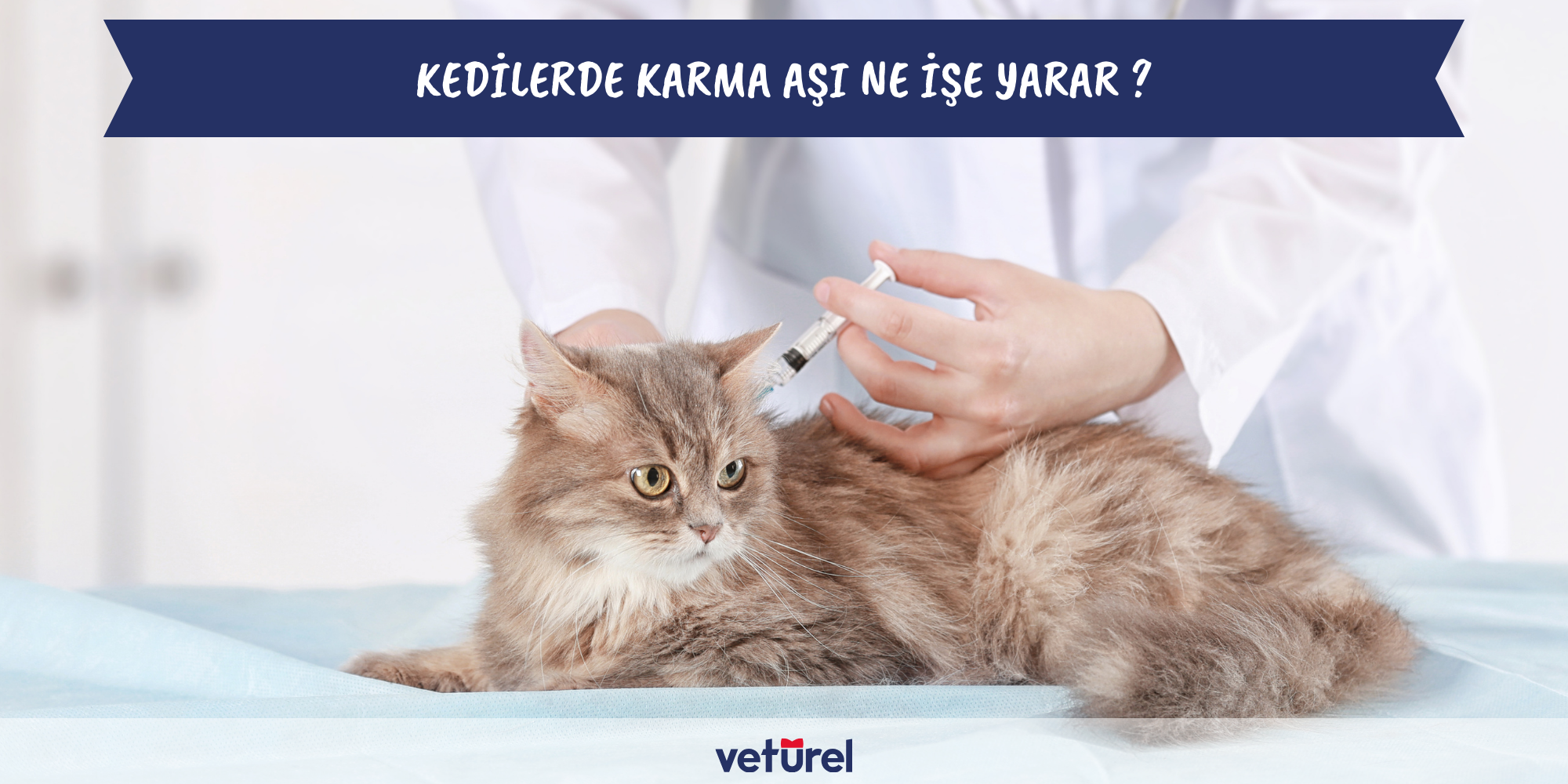 kedilerde karma aşı