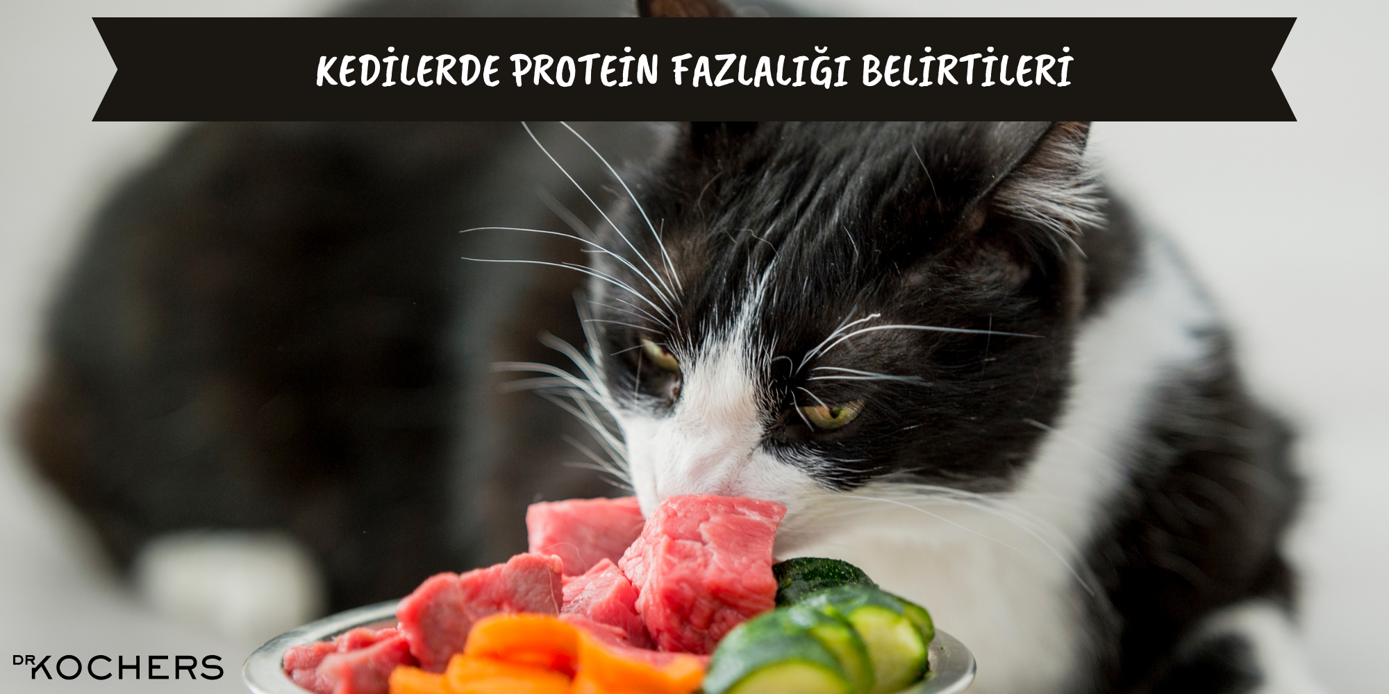 kedilerde protein fazlalığı belirtileri