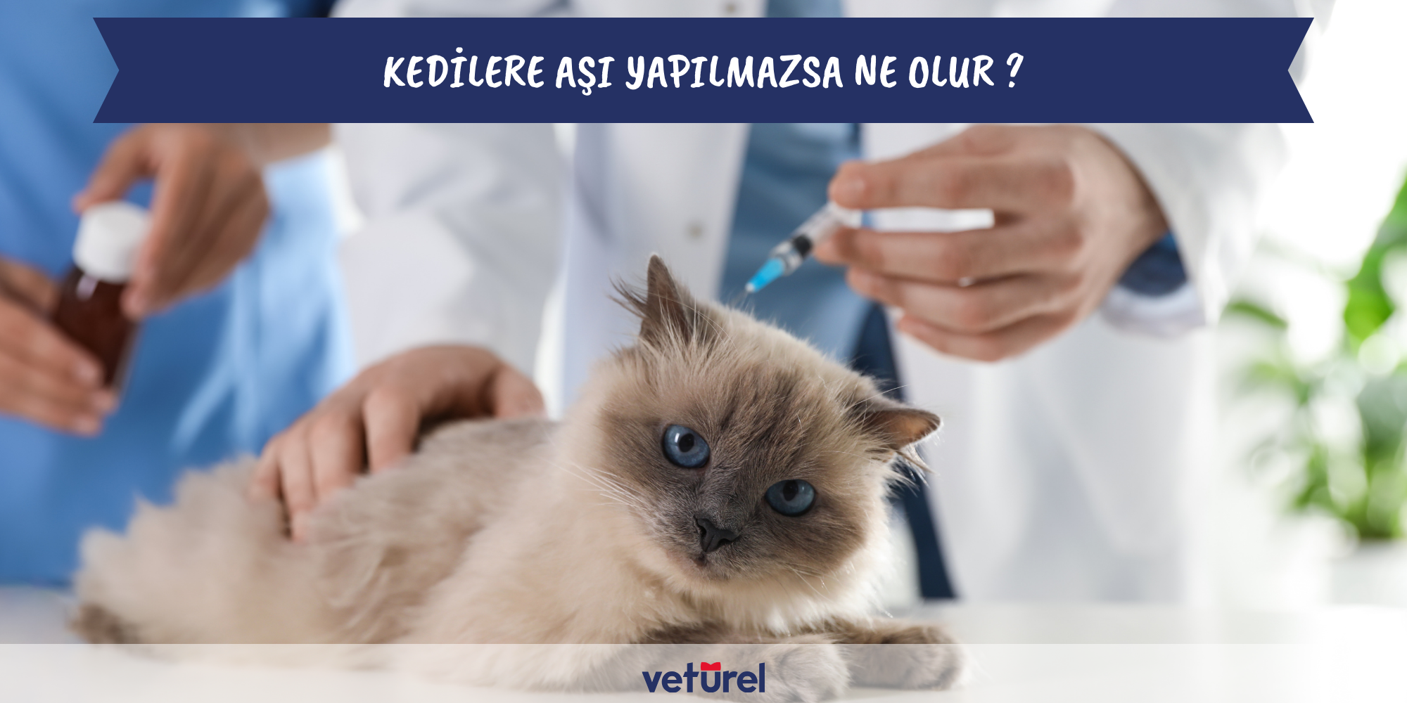 kedilere aşı yapılmazsa ne olur