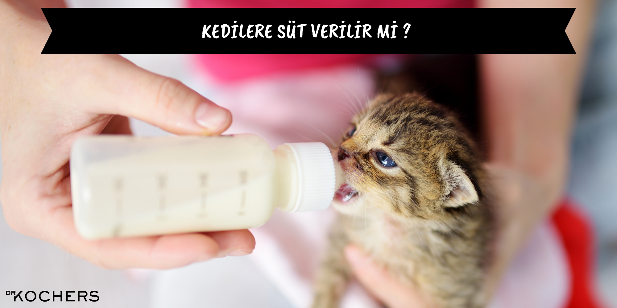 kedilere süt verilir mi,