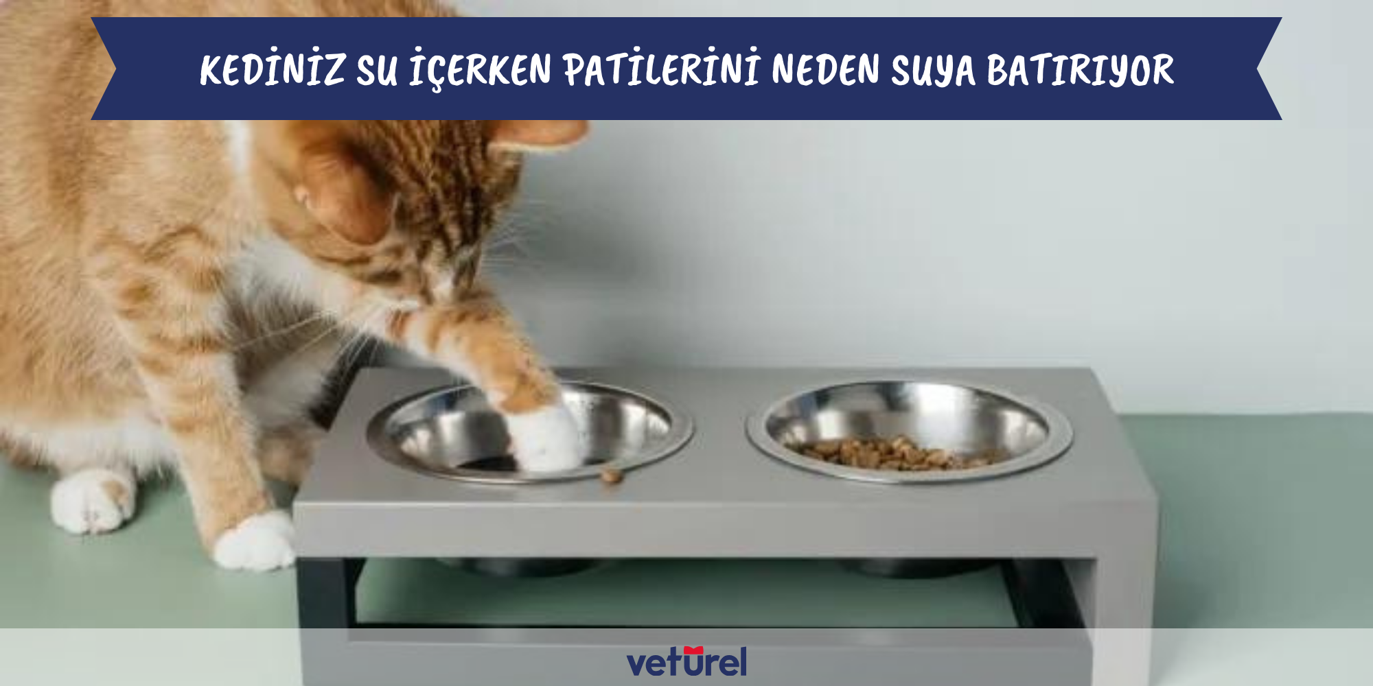 kediniz su içerken patilerini neden suya batırıyor