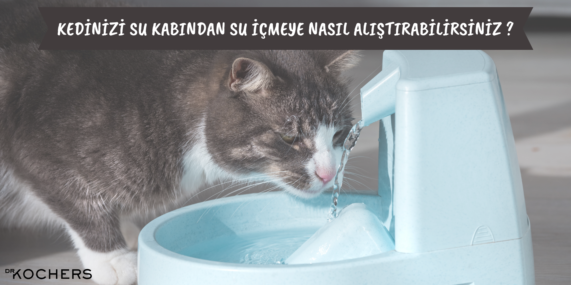 kediler neden su içmez