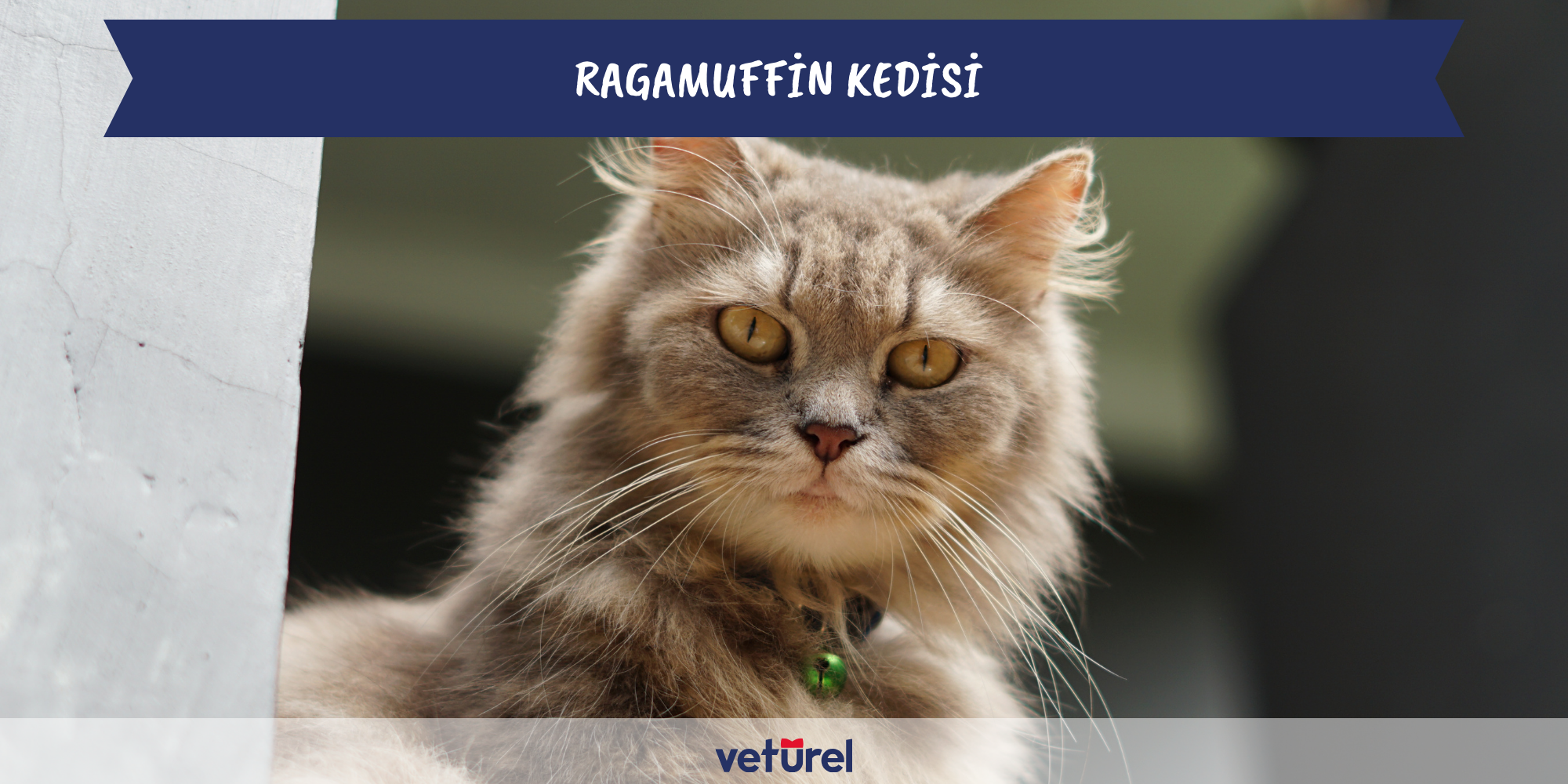 ragamuffin kedisi