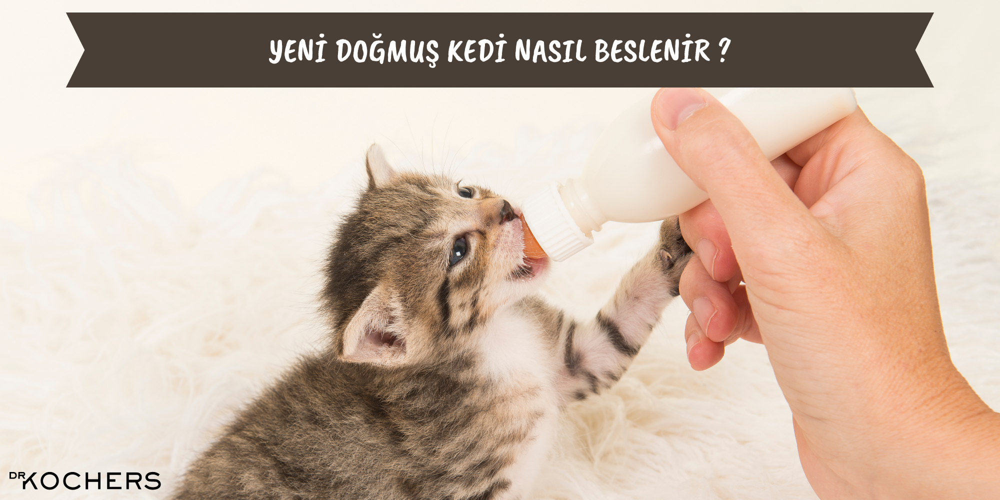Yeni doğmuş kedi nasıl beslenir ?
