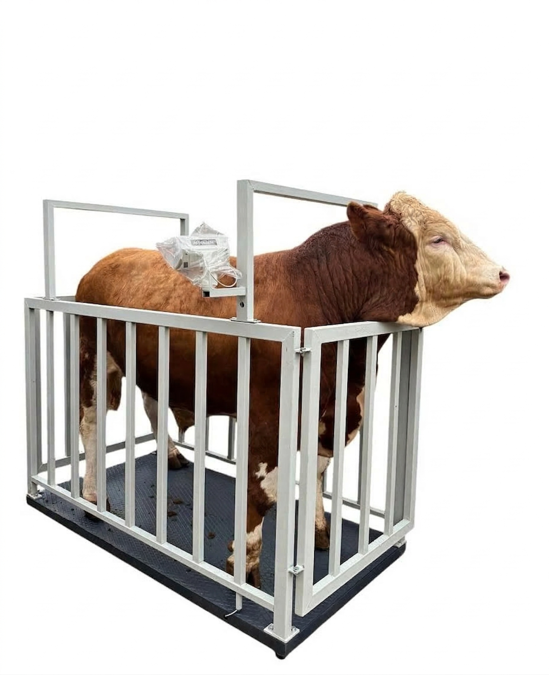 Demirtaş  3000 Kg 100x200 Cm Canlı Hayvan Baskülü