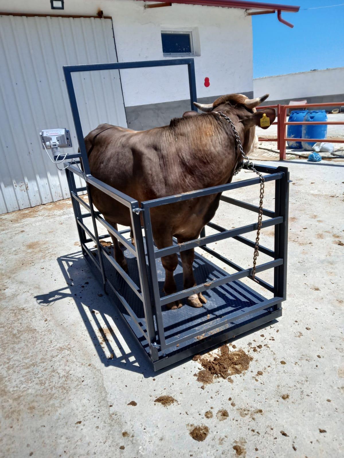 Demirtaş  1500 Kg 100x200 Cm Canlı Hayvan Baskülü