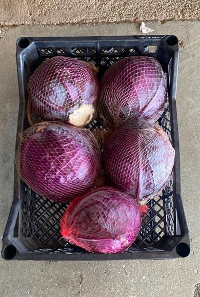 Kırmızı-lahana-filesi