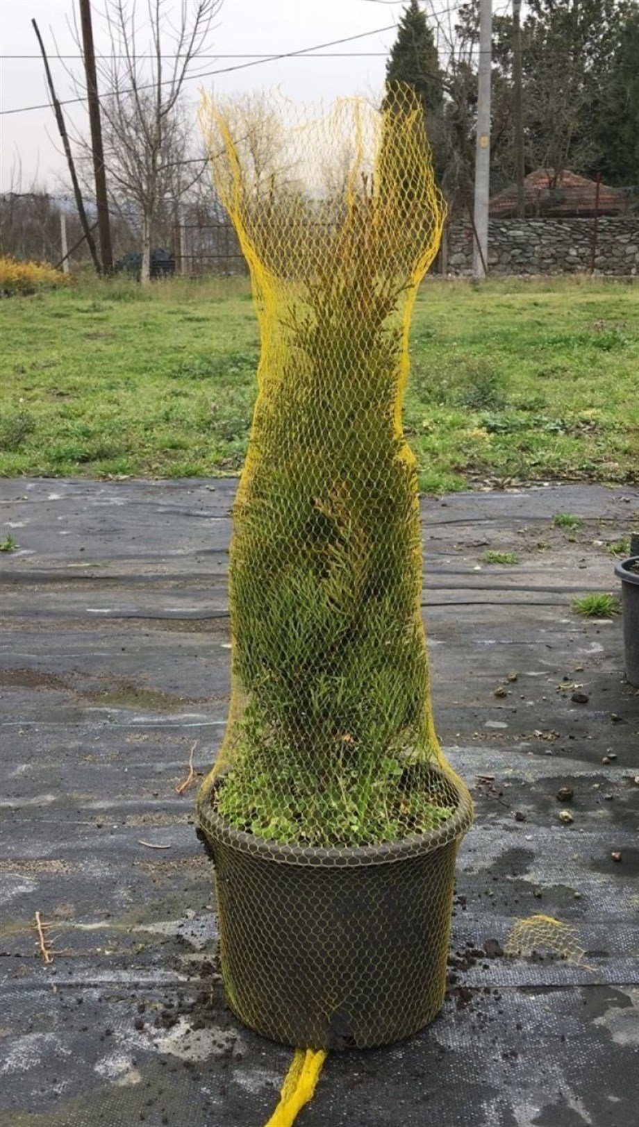 Bitki Koruma Filesi, Şeffaf Renkli, 1000 m, 35 cm genişler