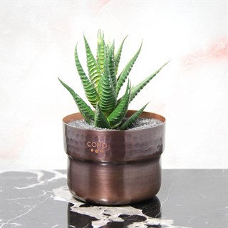 Coho Antique Prime Sukulent Bakır Saksı