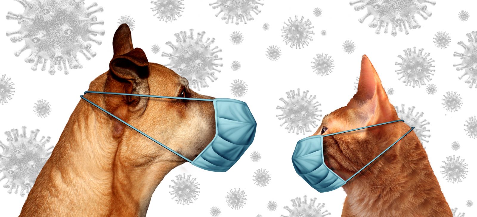 Kedi ve köpeklerde koronavirüs etkileri