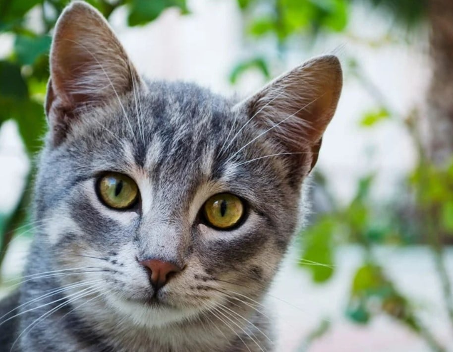 Kedinizin beden dili size ne anlatıyor?