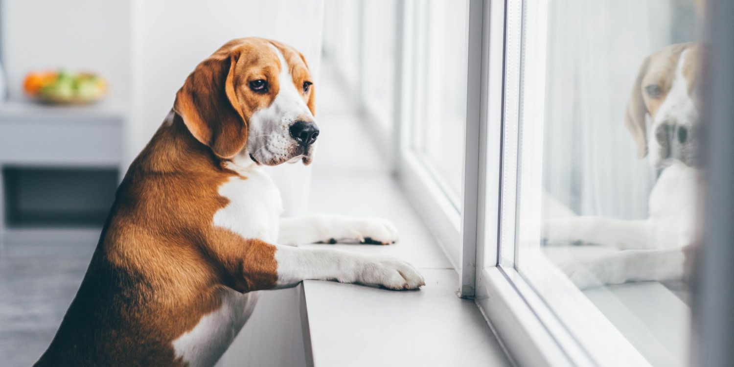 Köpeğinizi evde yalnız bırakırken dikkat edilmesi gerekenler