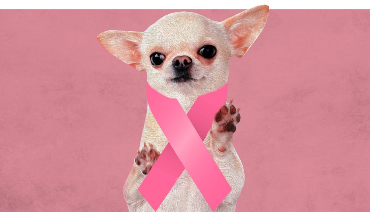 Köpeklerde Kanser Belirtileri Nelerdir?
