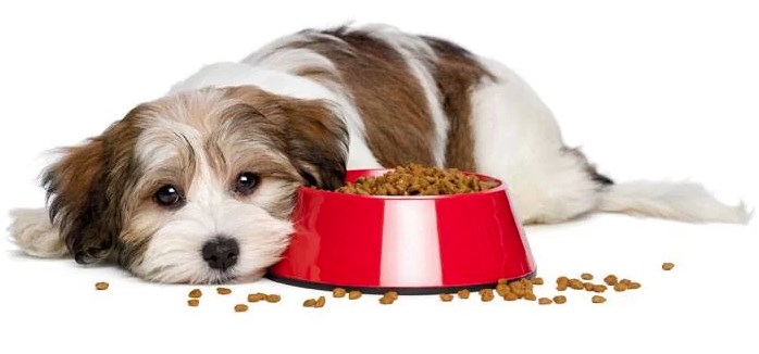 Köpeklerde beslenme sorunları nelerdir?