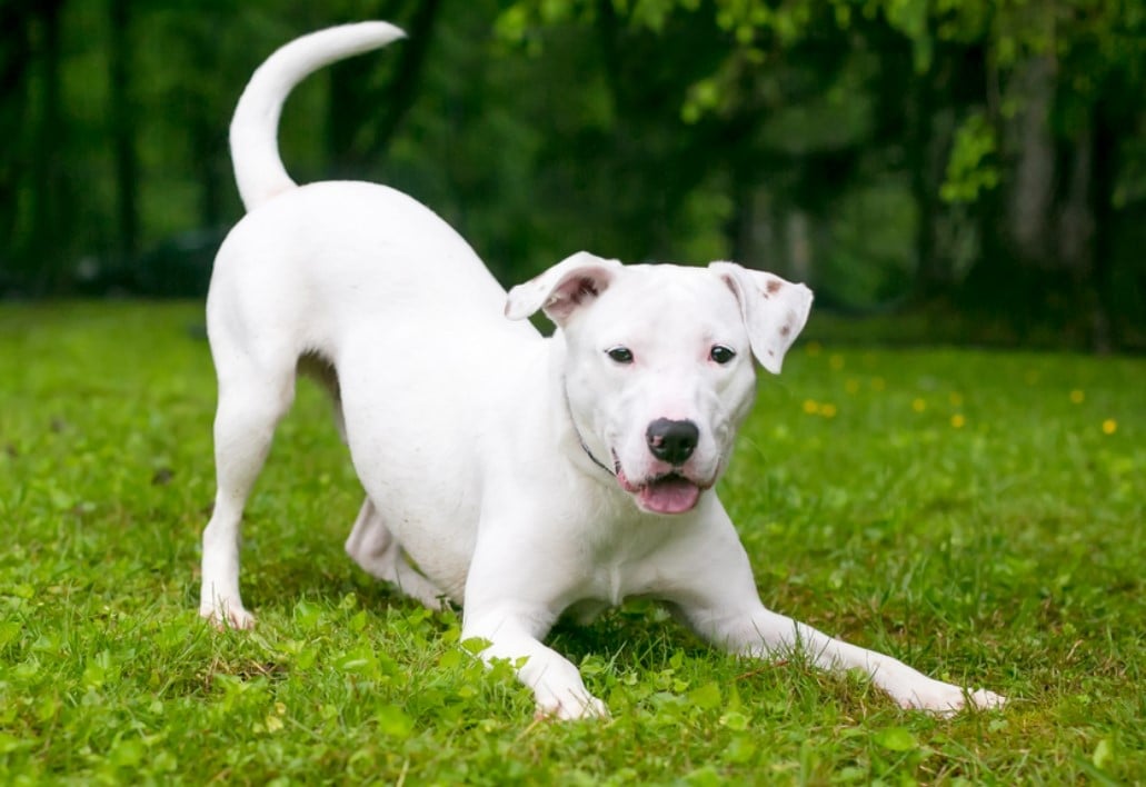 Köpeklerin beden dilini anlamak.