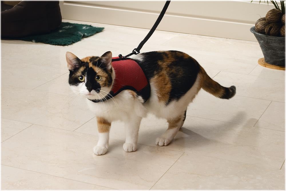 Beeztees Kedi Göğüs Tasması, Comfort, Zili ve Gezdirme Kayışı, 22-24.5cm Boyun, 30-39cm Göğüs