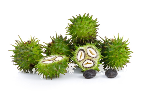Castor Oil