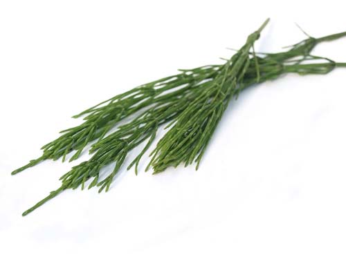 Horsetail