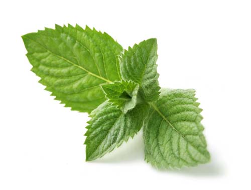 Mint