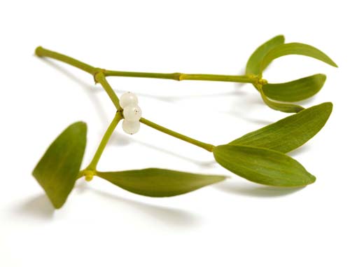 Mistletoe