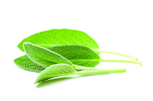 Sage