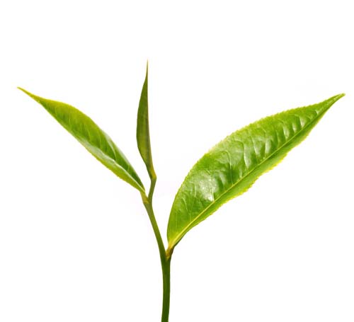 Tea Tree