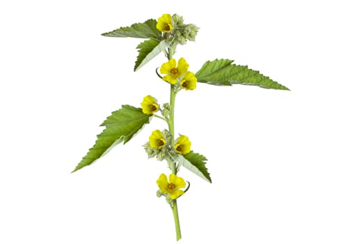 Waltheria