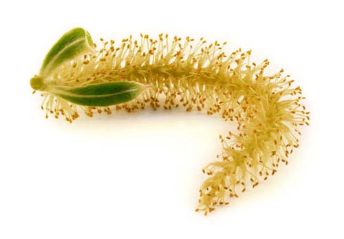 White Willow
