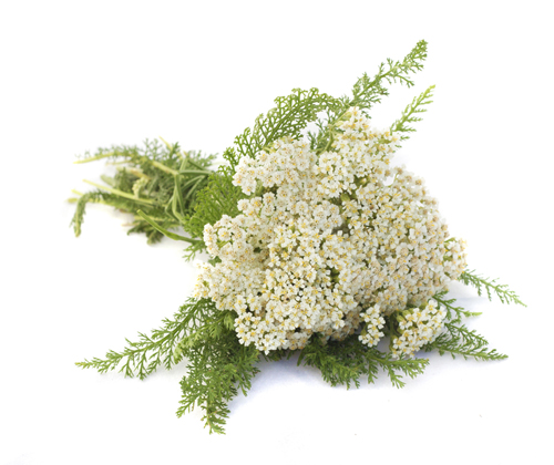 Yarrow